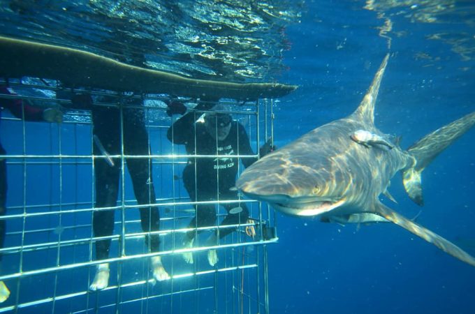 Shark Cage Diving KZN