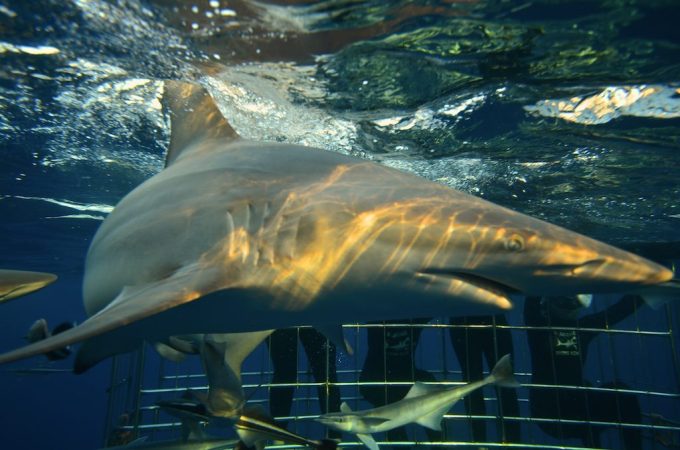 Shark Cage Diving KZN