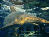 Shark Cage Diving KZN
