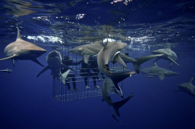 Shark Cage Diving KZN
