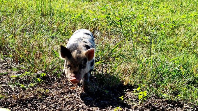 The Farmers View Oribi Gorge
