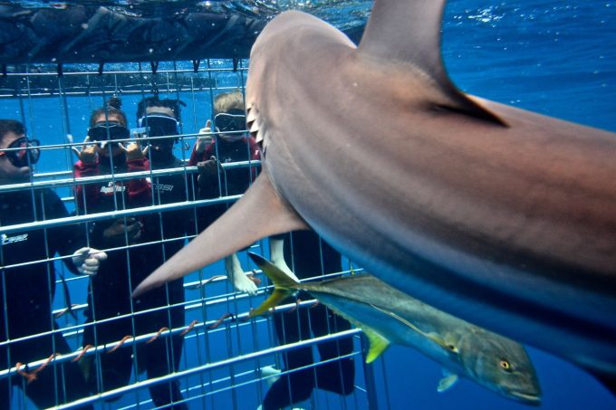 Shark Cage Diving KZN