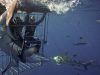 Shark Cage Diving KZN