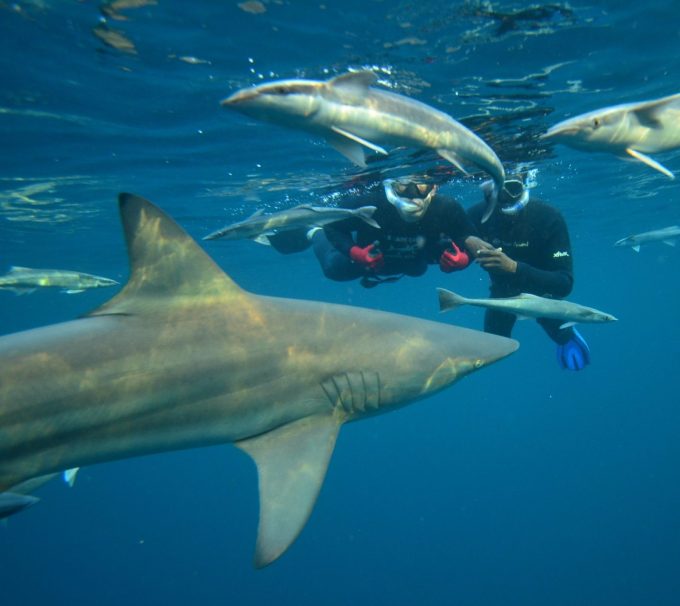 Shark Cage Diving KZN