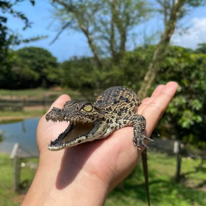 Riverbend Crocodile Farm