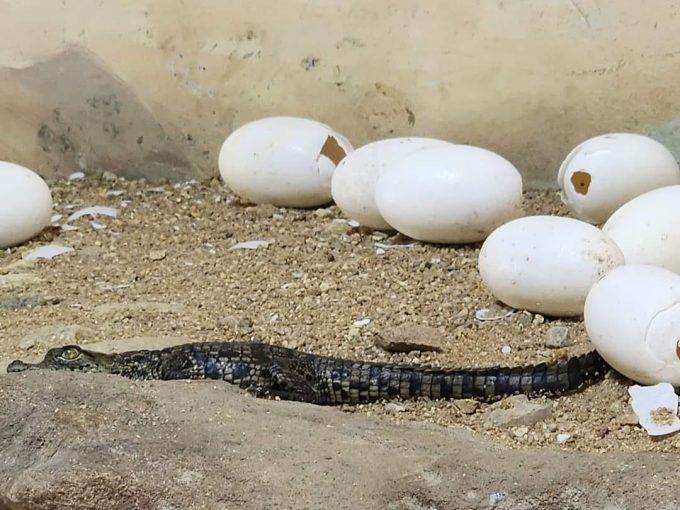 Riverbend Crocodile Farm
