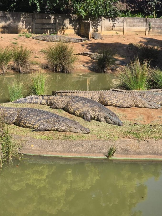 Riverbend Crocodile Farm