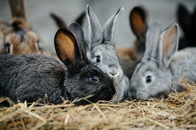 Butterfly Valley Ramsgate