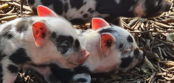 The Farmers View Oribi Gorge