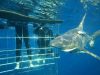 Shark Cage Diving KZN