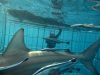 Shark Cage Diving KZN