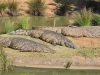 Riverbend Crocodile Farm