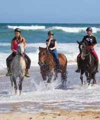 Selsdon Park: Beach Horse Rides