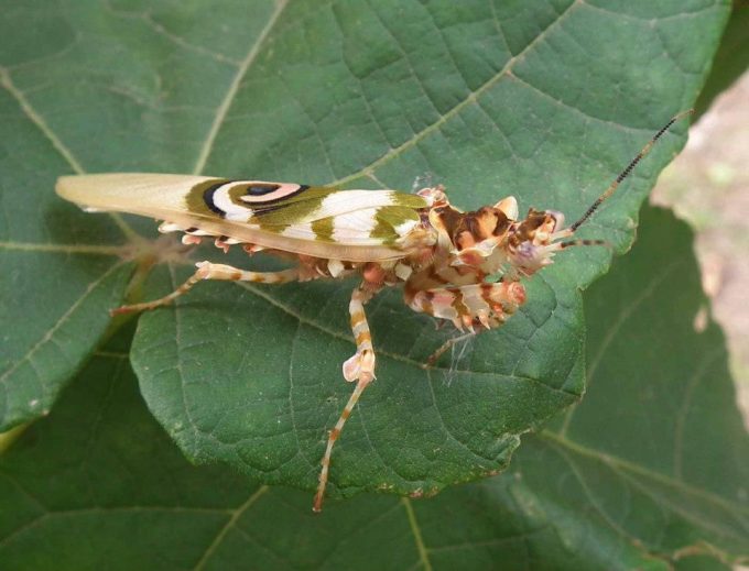 Butterfly Valley Ramsgate