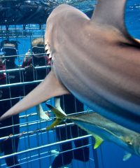 Shark Cage Diving KZN