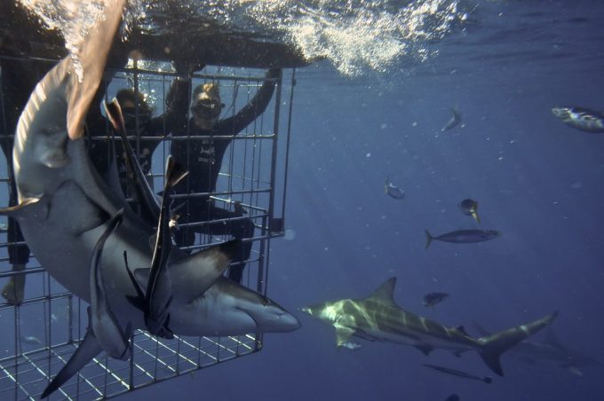 Shark Cage Diving KZN