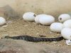 Riverbend Crocodile Farm