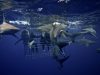 Shark Cage Diving KZN