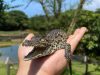 Riverbend Crocodile Farm