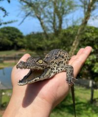 Riverbend Crocodile Farm