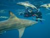 Shark Cage Diving KZN