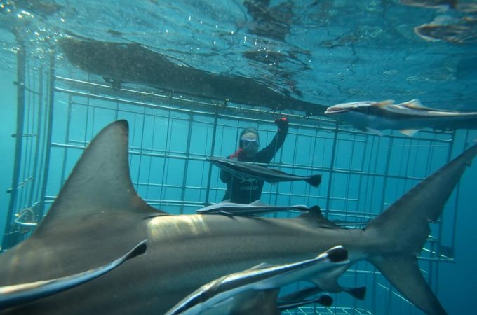 Shark Cage Diving KZN